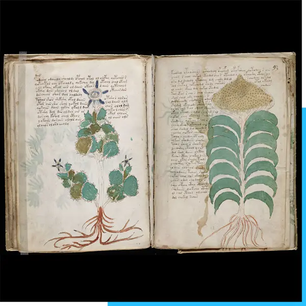 Manuscrito Voynich 